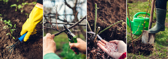 Spring agriculture gardening collage. Transplanting fertilizing growing seedlings pruning tree soil...