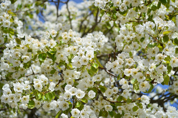 un peral en flor en primavera