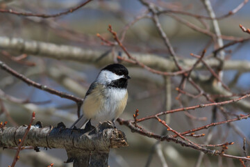 Black-capped Chickadee perched in a cluster of small branches. 