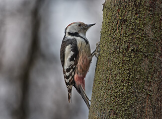 woodpecker on tree