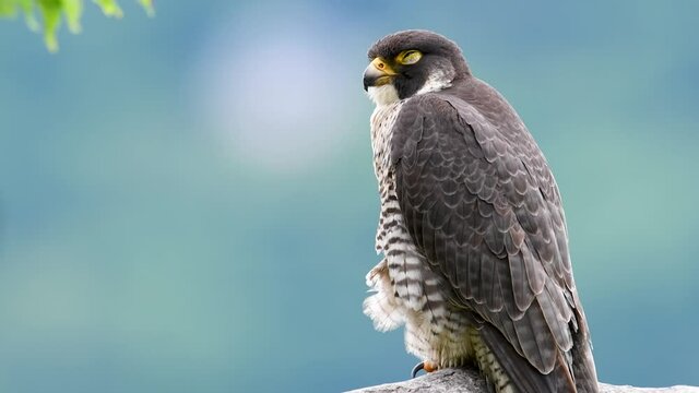 Peregrine Falcon Video Clip 