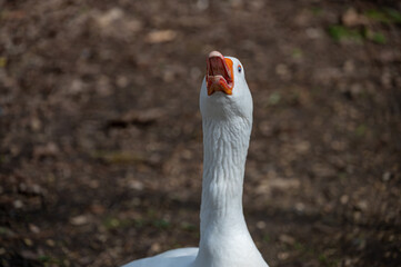 Fototapeta premium Angry, hissing white Embden Goose