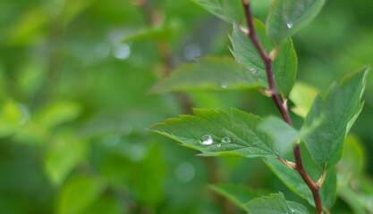 Fototapeta na wymiar Beautiful background of green leafs with water drops.