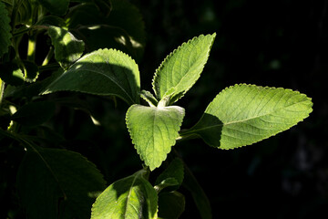 Selective focus of Boldo. Green plant named Boldo da Terra in Brazil. Plant used to make tea e products medicinais;