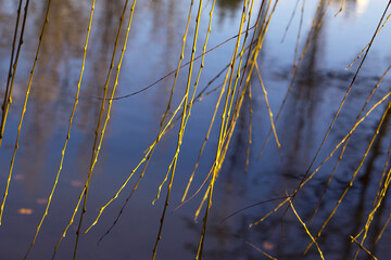Spring willow branches near the water in sunny day. Seasonal background. Close up with yellow long twigs.