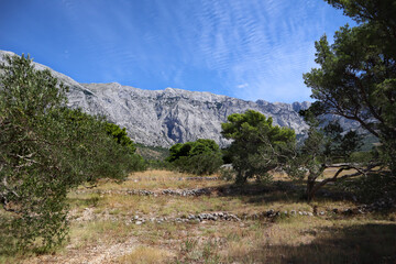 Olive trees and pines, burnt autumn grass at the foot of high mountains against a blue sky on a clear sunny day, Dalmatia, Croatia