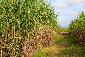 Sugar cane