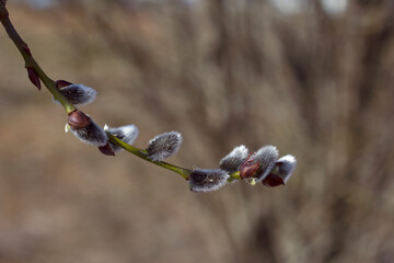 Spring branch of a willow with fluffy catkins. Seasonal nature close up. Copy space for text.