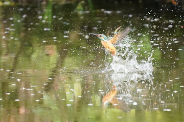 Fototapeta na wymiar common kingfisher in the pond