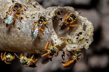 Jatai stingless bee or angelita bee (Tetragonisca angustula) at the wax entrance to their hive in Brazil