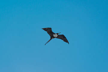 Frigatebird flying on the mexican caribbean sky