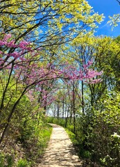 Fototapeta premium Walking path surrounded by flowering trees in spring. 