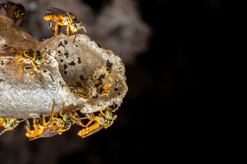 Jatai stingless bee or angelita bee (Tetragonisca angustula) at the wax entrance to their hive in Brazil