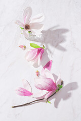 Magnolia springtime minimalistic still life. Beautiful pink magnolia flowers with natural sunlight...