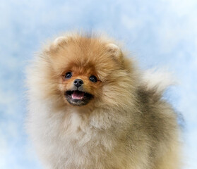 portrait of pomeranian spitz puppy