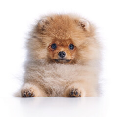 portrait of pomeranian spitz puppy