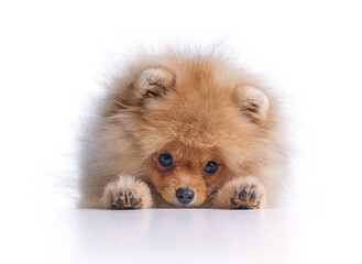 Obraz premium portrait of pomeranian spitz puppy
