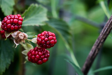 berries of a blackberry