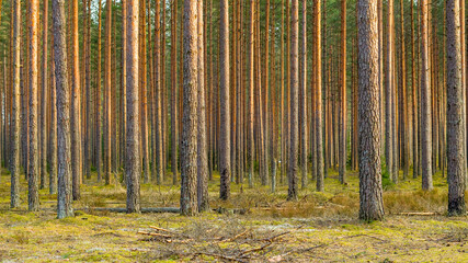 Obraz premium forest of pines