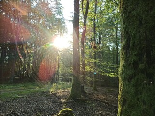 morning in the forest