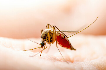Encephalitis, Yellow Fever, Malaria Disease, Mayaro or Zika Virus Infected Culex Mosquito Parasite Insect on Skin Macro