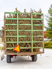 The back of a metal hay wagon with a slow-moving vehicle sign full of dried industrial hemp plants.