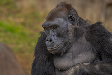 2021-03-29 A ISOLATED SILVER BACK GORILLA