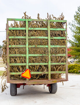 The back of a metal hay wagon with a slow-moving vehicle sign full of dried industrial hemp plants.