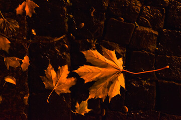 autumn leaves on the ground