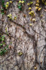 Old grunge wall with cracks. Dry ivy wraps around the fence