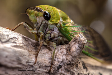 Superb Green Cicada (Neotibicen superbus)
