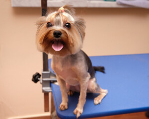 A Yorkshire Terrier sits on a grooming table with a yellow bow on its head