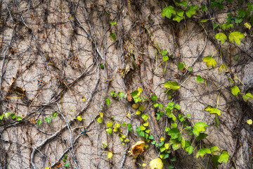 Old grunge wall with cracks. Dry ivy wraps around the fence