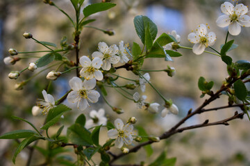 tree flowers