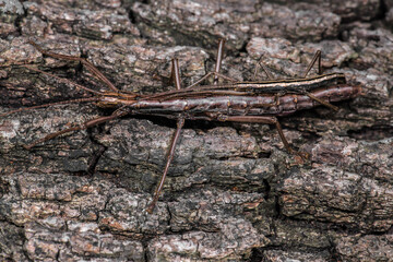 A couple of Two-striped Walkingsticks (Anisomorpha buprestoides) in Mating Progress