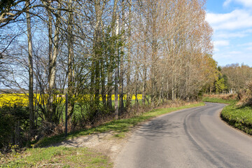Rapeseed (Brassica napus) flowering adjacent to a road in the East Sussex countryside near Birch Grove