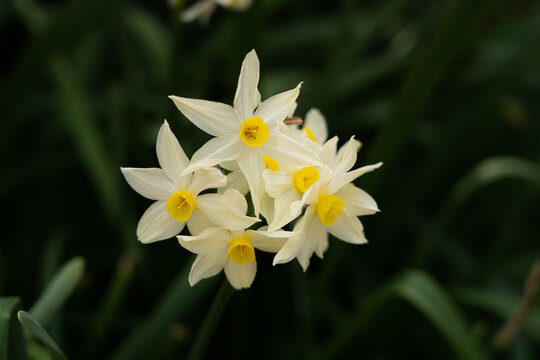 139 件の最適な フサザキスイセン 画像 ストック写真 ベクター Adobe Stock