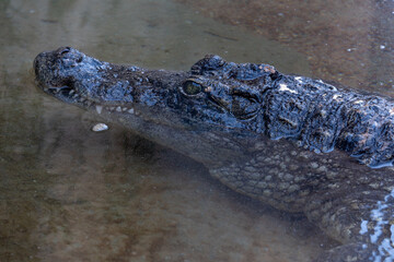 VALENCIA, SPAIN - FEBRUARY 26 : Crocodile at the Bioparc in Valencia Spain on February 26, 2019