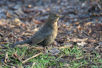 Fototapeta premium Female Blackbird (Turdus merula) on the Ground