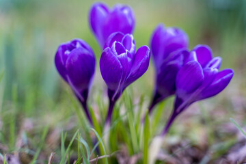 Crocuses Flowering in East Grinstead