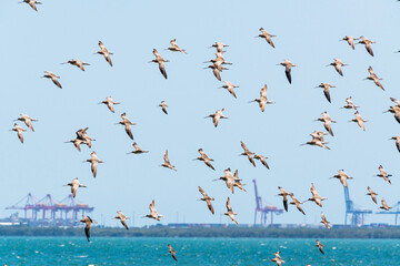 Migratory shorebirds, Bar-tailed Godwits, flying over, Moreton Bay with port cranes in background