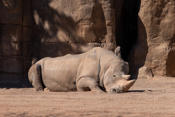 Fototapeta premium VALENCIA, SPAIN - FEBRUARY 26 : White Rhinoceros at the Bioparc in Valencia Spain on February 26, 2019