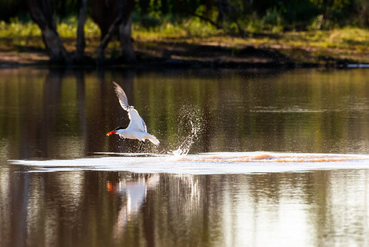 Action photo of a bird, Caspian Tern, lifting off from the water while fishing on an inland lagoon