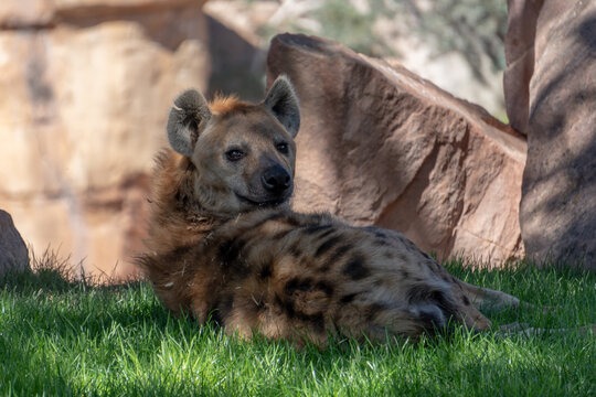 VALENCIA, SPAIN - FEBRUARY 26 : Watchful Hyena at the Bioparc in Valencia Spain on February 26, 2019