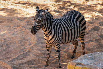 VALENCIA, SPAIN - FEBRUARY 26 : Zebra at the Bioparc in Valencia Spain on February 26, 2019