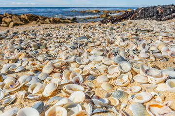 Ground level view of hundreds of pippy shells lining a sandy beach