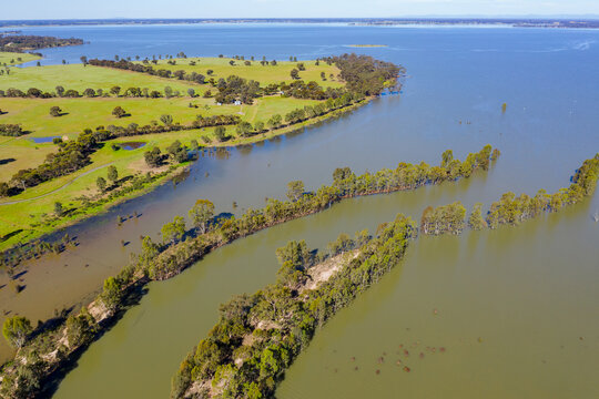 Aerial view of a flooded river flowing between rows of gum trees into a reservoir