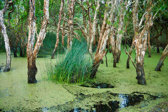 Coastal melaleucas trees growing out of a coastal swamp covered in green weed