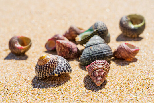 Close up of a collection of small conical shells lying on a beach