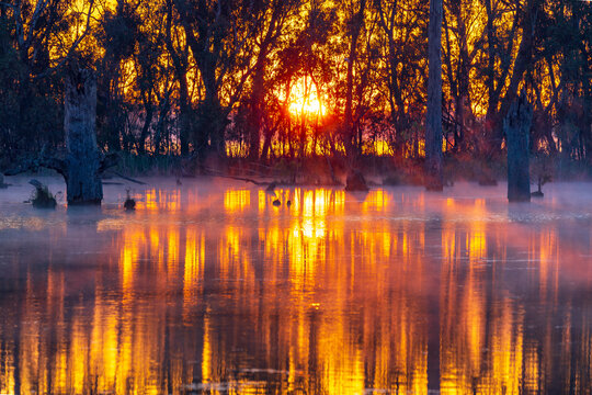 Sunrise behind gumtrees lining a riverbank with a light for rising off the water
